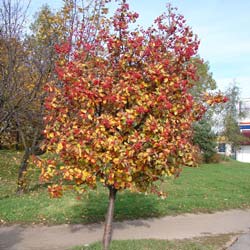 Alisier de Suède / Sorbus intermedia